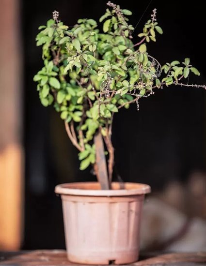 Health benefits of Tulsi