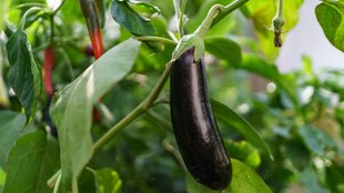 Gardening Tips , Home grown vegetables, Vegetable growing tips