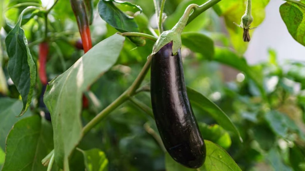 Gardening Tips , Home grown vegetables, Vegetable growing tips