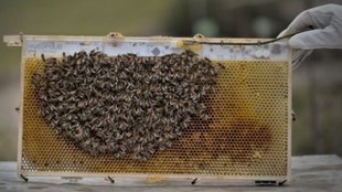 Blog jansatta| honey economy |honey bees |