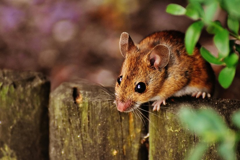 How to Get Rid of Mice Without Killing Them
