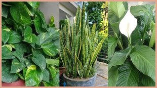 Indoor Hanging Plants, Indoor Plants