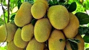 Jackfruit Benefits । Jackfruit for skin।