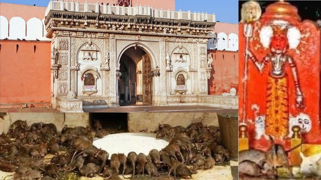 Karni Mata Temple Bikaner | Temple of Rats India | PM Modi