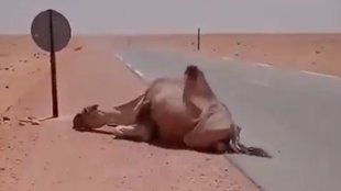 Viral Video,Camel,thirsty camel,Social Media