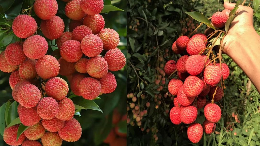 Lychee, Litchi , Identify sweet litchi