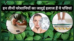 डायबिटीज का काल हैं ये पत्तियां, रोज़ खाने से बॉडी का छटने लगेगा फैट, नेचुरल तरीके से Collagen का बढ़ेगा उत्पादन