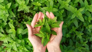 Mint Benefits in Hindi | 7 benefits of eating mint leave | Mint detox tea