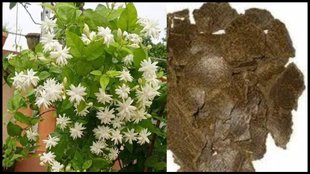 Mogra Plant Care tips, Mogra Plant Care in Summer, Mogra Plant