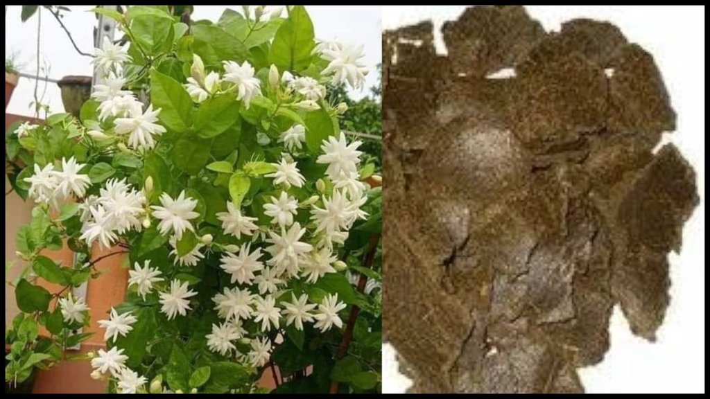 Mogra Plant Care tips, Mogra Plant Care in Summer, Mogra Plant