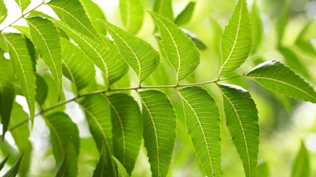 Neem for Skin , Benefits of Neem for Skin, Is neem good for your skin