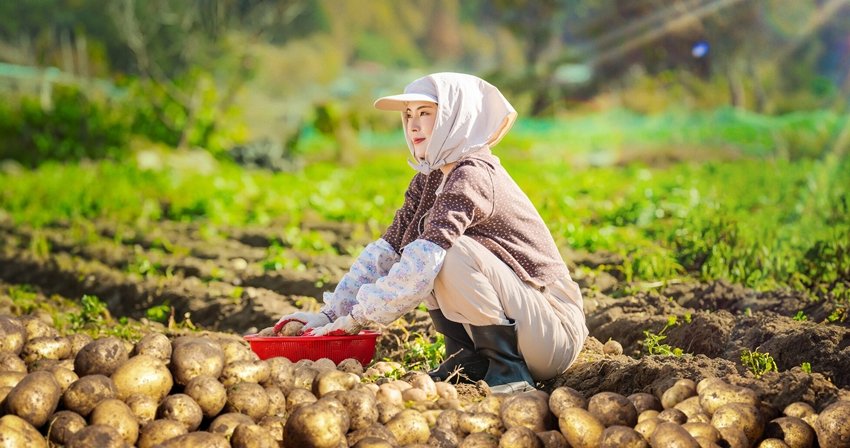 Potato Lab