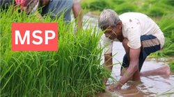 मोदी सरकार की करोड़ों किसानों को सौगात, कपास समेत इन 14 खरीफ फसलों पर बढ़ाया MSP