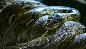 world’s largest snake discovered