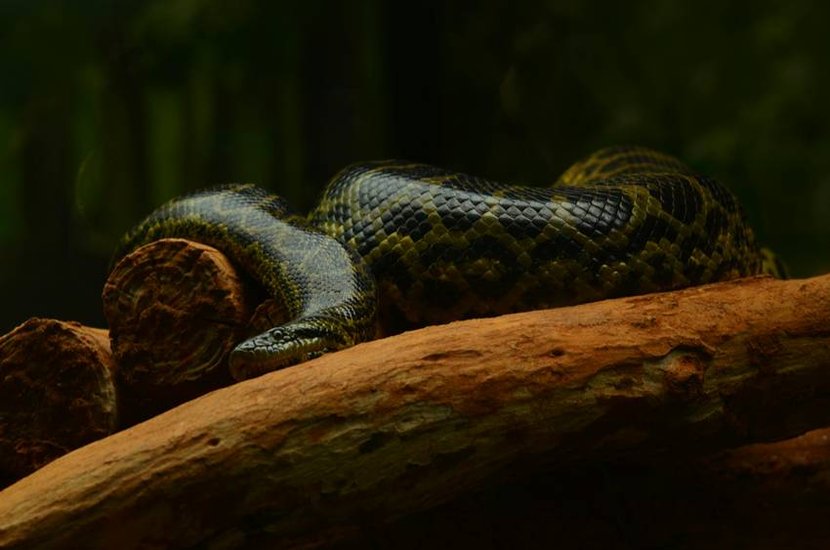 massive snake amazes scientists