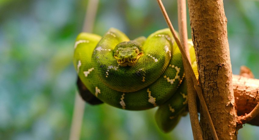 snake weighing 500 kg