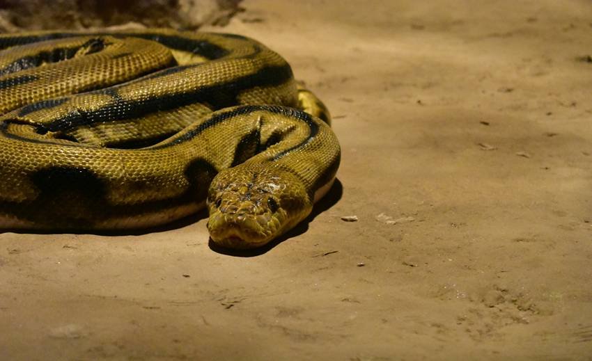 world’s largest snake discovered