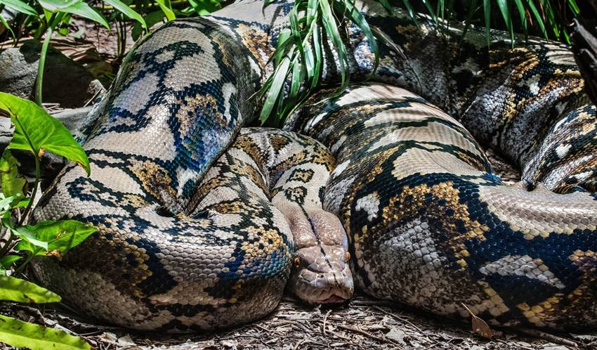 heaviest snake in the world