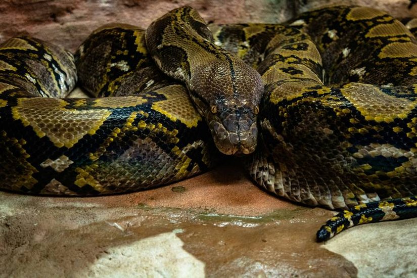 giant anaconda Ecuador