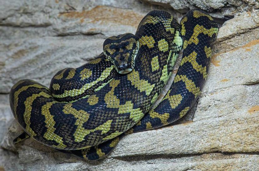 biggest snake in Amazon