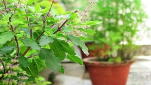 Tulsi Plant Green, Tulsi grow faster, plant care tips