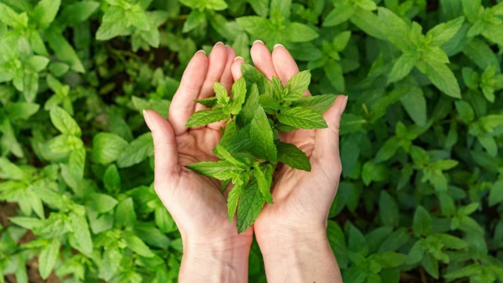 Tulsi plant | How to preserve Tulsi leaves | How to protect Tulsi plants in summer