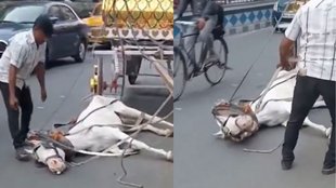 Horse faints from heatstroke, Kolkata horse viral video, Horse faints from heatstroke in Kolkata