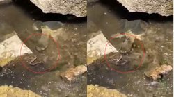 पानी में दुबक कर बैठा था कछुआ, सांप देखते ही फट से मारा झपट्टा, शिकार का अनोखा नजारा देखते रह गए लोग