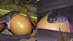 देखते ही देखते अपने सिर से पांच गुणा बड़ा अंडा निगल गया सांप और फिर…, Viral Video देख छूटे यूजर्स के पसीने