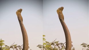 King Cobra| King Cobra Viral Video| King Cobra Video
