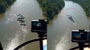 anaconda viral video real or fake, giant anaconda found in amazon forest, big anaconda on amazon river