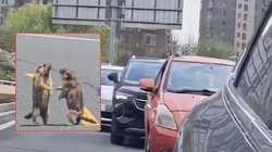 बीच सड़क पर भिड़ गए मर्मोट, एक दूसरे पर करने लगे वार, दोनों की ‘प्यारी लड़ाई’ देखने के लिए लग गया ट्रैफिक जाम, Viral Video