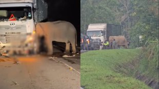 mother elephant, mother elephant guards calf crushed by truck, mother elephant mourns calf crushed by truck
