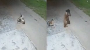 leopard, leopard attacks sleeping dog, haridwar