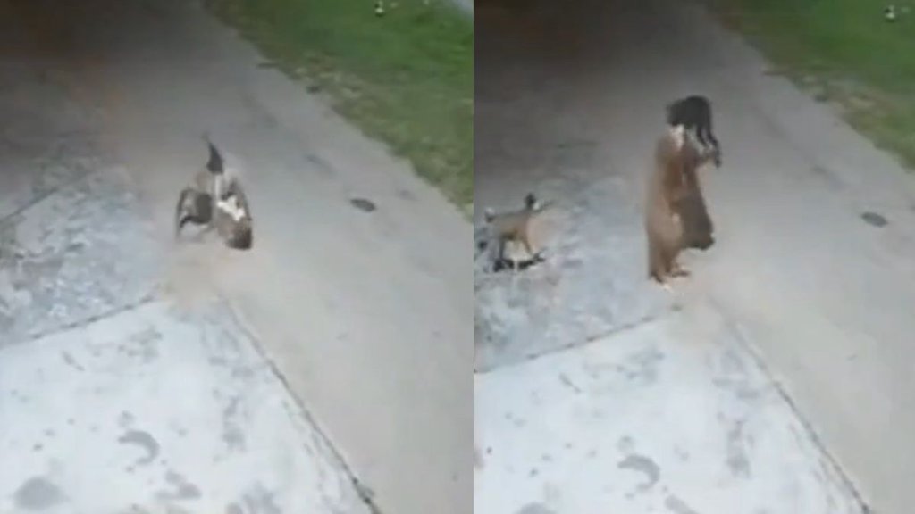 leopard, leopard attacks sleeping dog, haridwar