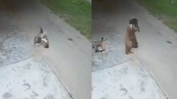 तेंदुए ने सो रहे डॉगी पर किया हमला, घसीट-कर ले जाने लगा साथ, तभी जो हुआ…, Viral Video देख दंग रह गए यूजर्स