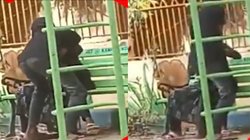 किसी और की नहीं होने दूंगा… पार्क में युवती का दुपट्टे से गला घोंटने लगा सिरफिरा, शादी से मना करने पर था खफा, Video Viral