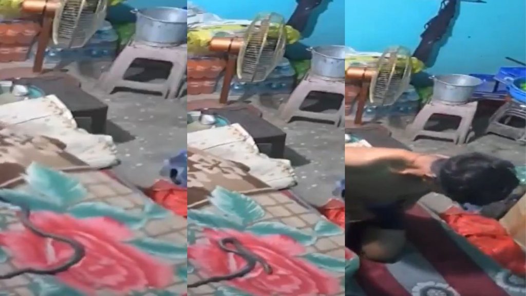 CCTV footage, venomous snake, snakebite death