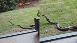 ‘मेरे हाथ कांप रहे हैं…’, होटल के कमरे के बाहर था किंग कोबरा, टूरिस्ट ने बताई डरावनी कहानी, Viral Video