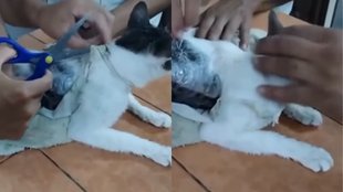 costa rica,narco cat,narco kittens,drugs,drug smuggling