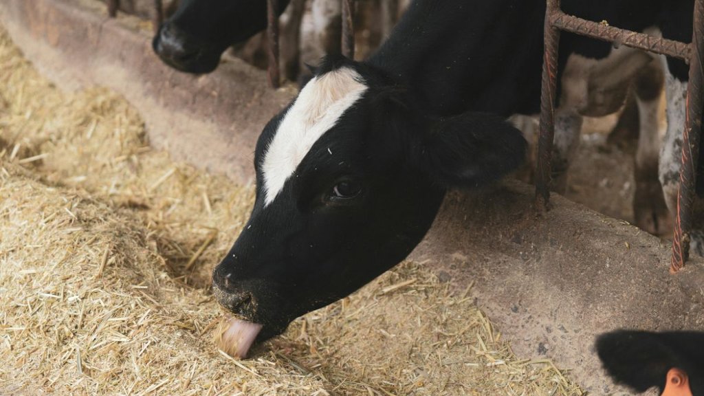 corporate slavery, dairy farming, dairy business