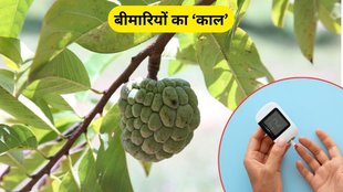 custard apple benefits, health benefits of custard apple, custard apple precautions, custard apple and diabetic patient, custard apple benefits