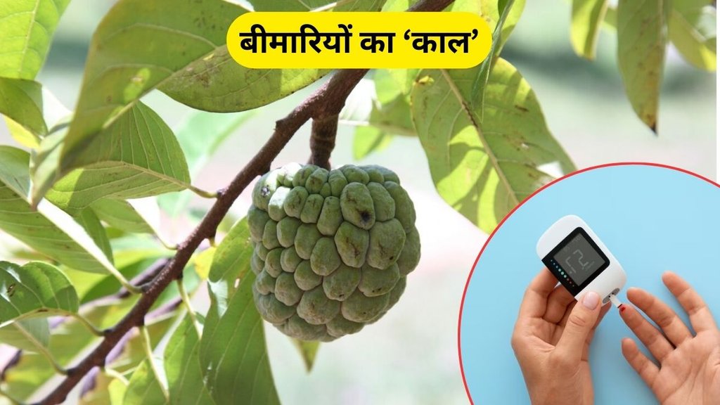 custard apple benefits, health benefits of custard apple, custard apple precautions, custard apple and diabetic patient, custard apple benefits