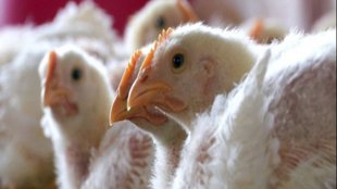 Lucknow, bird flu, zoos in Uttar Pradesh, Lion Safari,