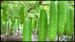 bottle gourd Lauki । bottle gourd । Lauki