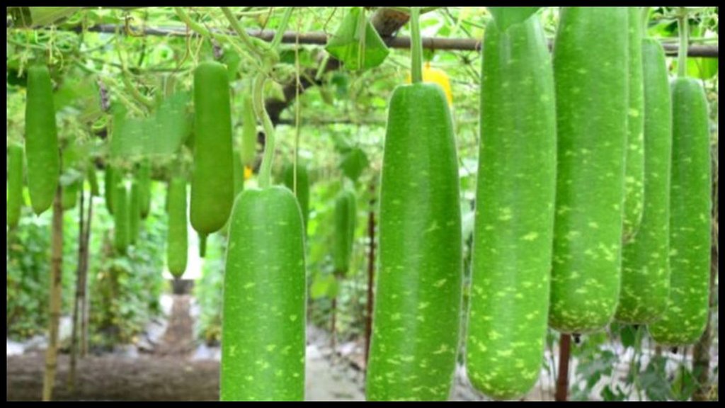 bottle gourd Lauki । bottle gourd । Lauki