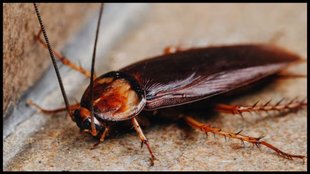 cockroaches । cockroach bhagane ke upay । get rid of cockroaches