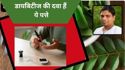 डायबिटीज का अचूक और रामबाण इलाज हैं ये पत्तियां, इंसुलिन का नेचुरल होता है उत्पादन, आचार्य बालकृष्ण ने बताया अनमोल औषधि