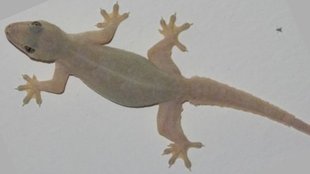 home remedies to get rid of lizards, Lizards, chipkali bhagane ke gharelu upay