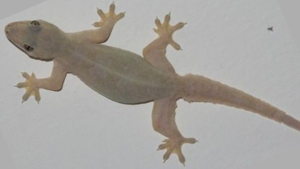 home remedies to get rid of lizards, Lizards, chipkali bhagane ke gharelu upay home remedies to get rid of lizards, Lizards, chipkali bhagane ke gharelu upay